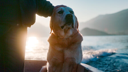 Documentary on dogs netflix fashion